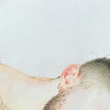 M. — aquarela de orelha e nuca sobre fundo claro