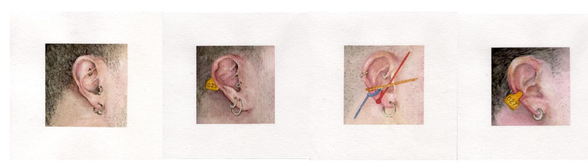 Série ID — quatro estudos em aquarela de orelhas com brincos e etiquetas